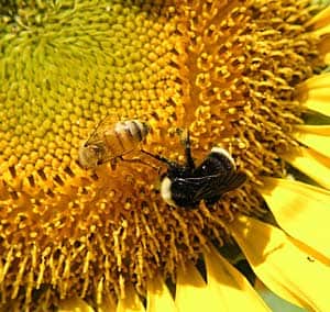 Pic from http://berkeley.edu/news/media/releases/2006/08/28_honeybees.shtml