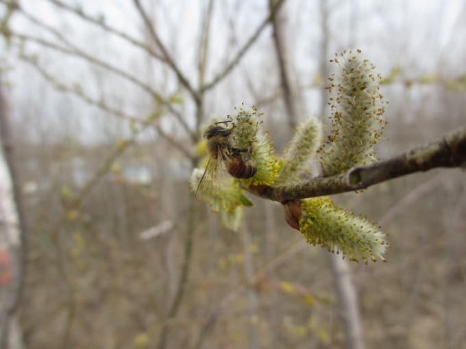 Dead bee on willow blossom.