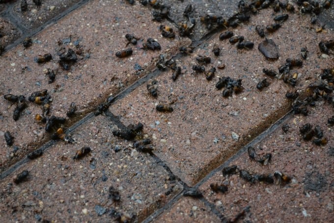 Close up of dead bees on ground.