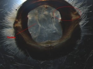 The trachea is labeled on the left.  The red circle on the right side of the image shows the location of the obstructed portion of trachea that attaches to the spiracle.  The circled portion of the trachea is covered up by the “collar” which is a portion of the 1st thoracic segment of the bee (Prothorax).