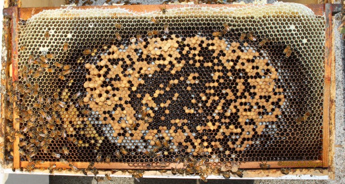 Honey bee frame with neglected drone brood.