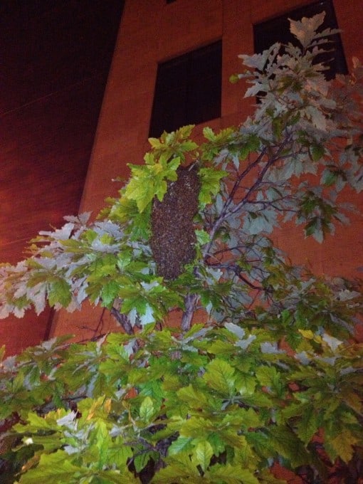 One of the swarms in downtown St. Paul. Taken about 11:30pm by Lucinda Swenson.
