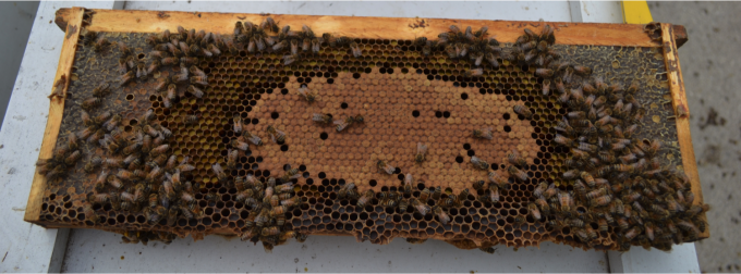 Frame with rainbow of honey (outside), nectar (middle), and brood (inside).