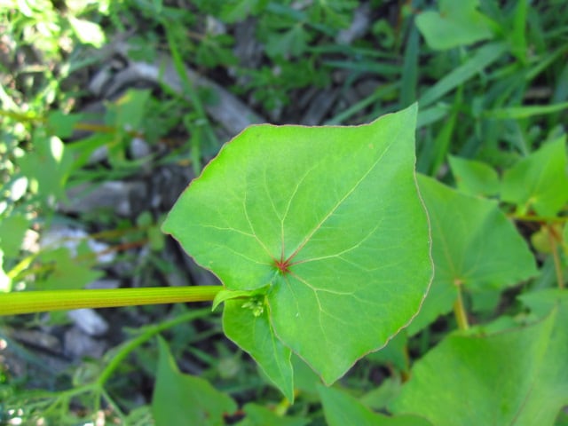 Fagopyrum esculentum leaf close-up. Research field, UMN St. Paul Campus.