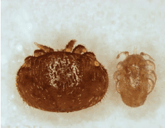 Size comparison of Varroa (left) and Tropilaelaps(right) mites. (Photo credit I.B. Smith, USDA-ARS)