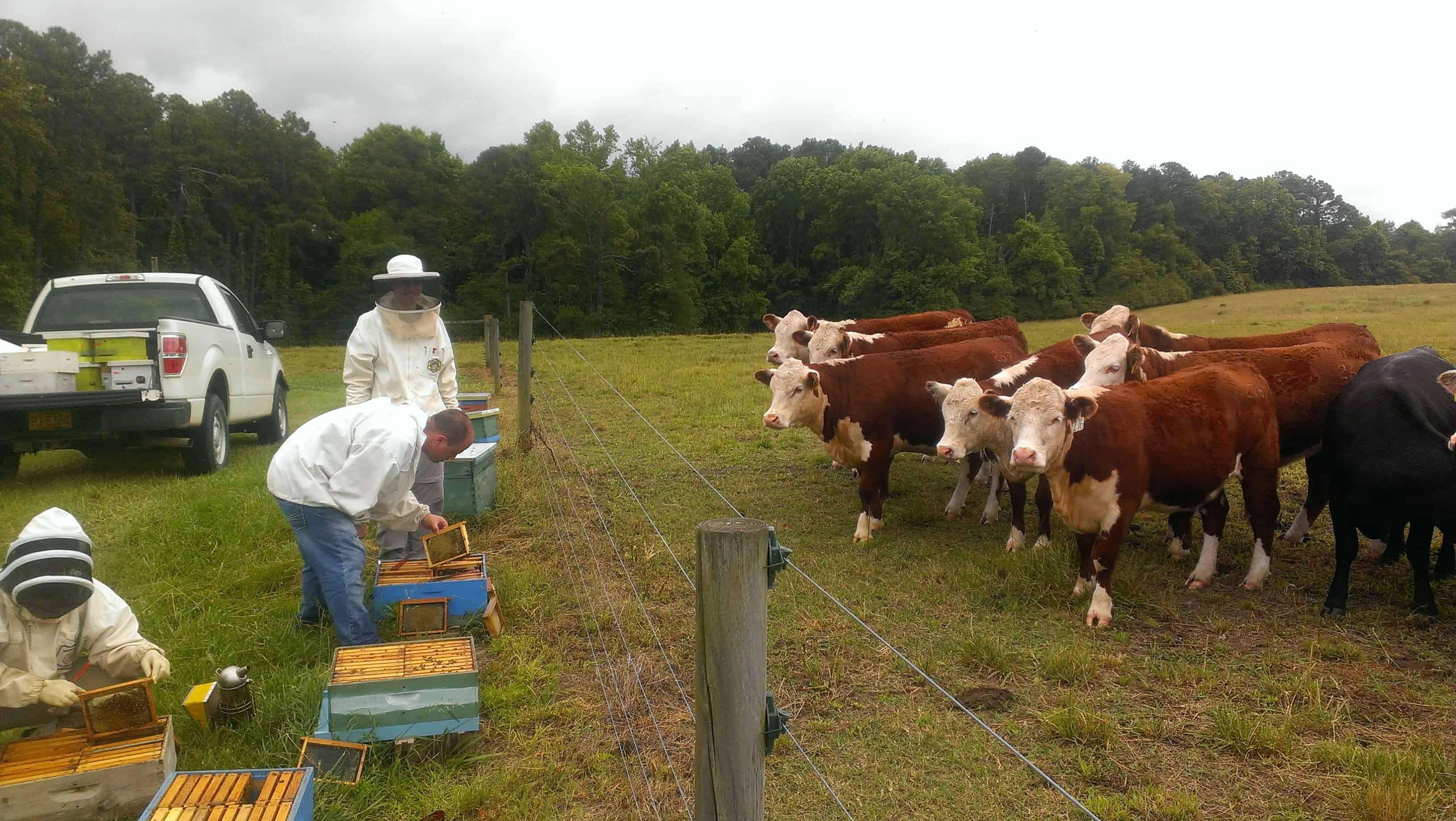 Cows observing colony inspections.