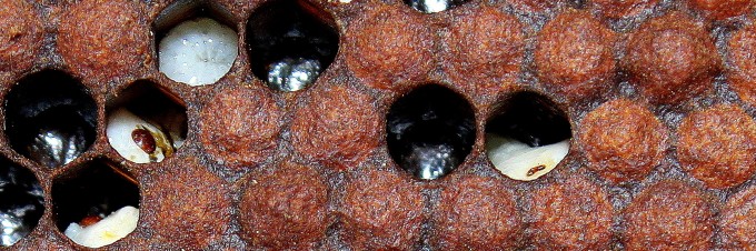 Varroa mites feeding on unsealed brood.