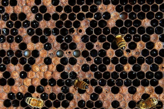 This is often how I will see AFB in a colony.  Most of the open brood has been removed by the bees.  But you will still find ropy larvae/pupa under perforated seaed brood.