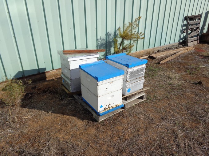 mission accomplished! Bees are settling in to their new location.