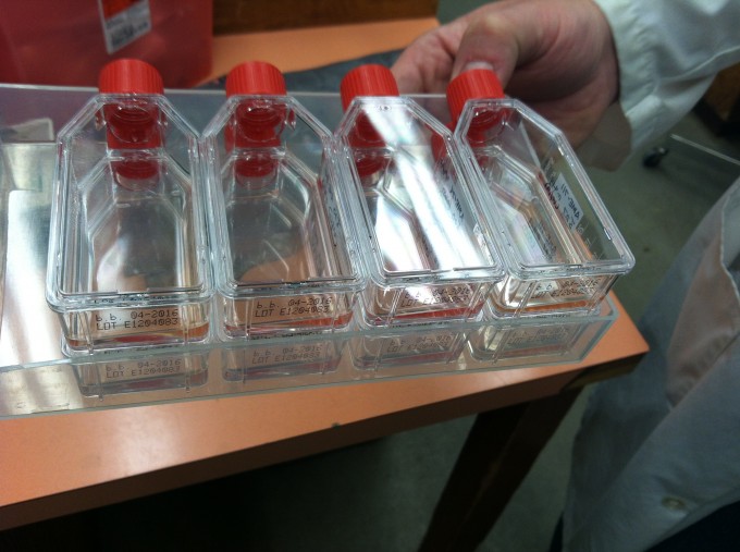 The cell cultures are kept in an incubator in small plastic containers. 