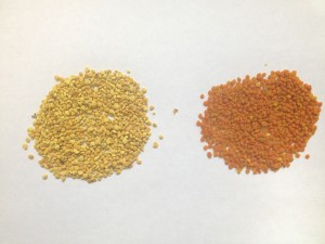 A set of 3 gram pollen subsamples.  The sample on the left was taken in June, and the one on the right was taken in September