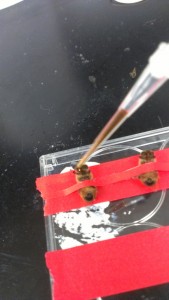 Feeding bees with a chemical to test the function of their cellular transporters