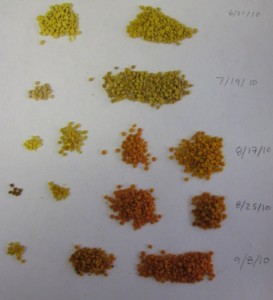 This picture shows a set of samples that have been sorted by color.  The samples were taken from the same colony from June to September.  Yellow pollen tends to be from plants in the Fabaceae family (such as clover), and pollen that is orange usually comes from plants in the Asteraceae (such as daisies and sunflowers).
