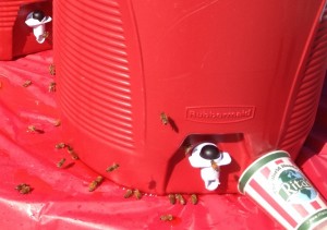 Our bees in line for some Italian Ice. Photo courtesy of Sarah Katz-Hymen