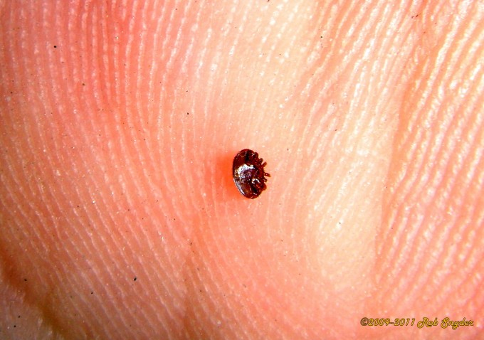 Ventral side of a varroa mite.