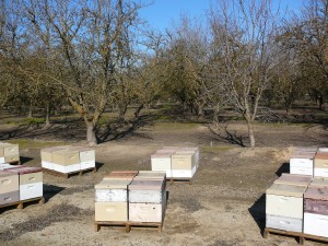 Colonies Stationed for Almond Bloom, CA 2103