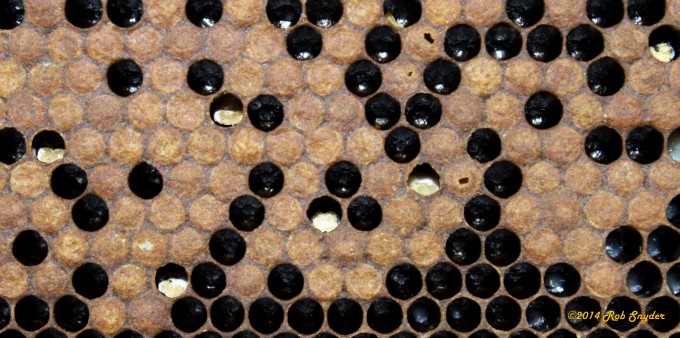 Chalk Brood on a frame in the center of the brood nest.
