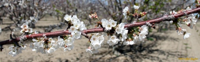 Cherry Blossom's in an orchard near Stockton, CA