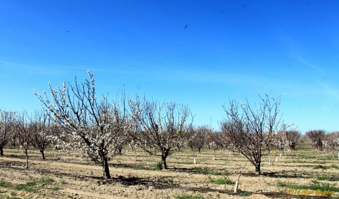 Cherry Tree Orchard near Stockton, CA