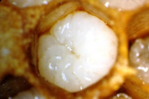 Honey Bee Larva. Picture from: http://ars.usda.gov/images/docs/2744_2928/varroa4.jpg