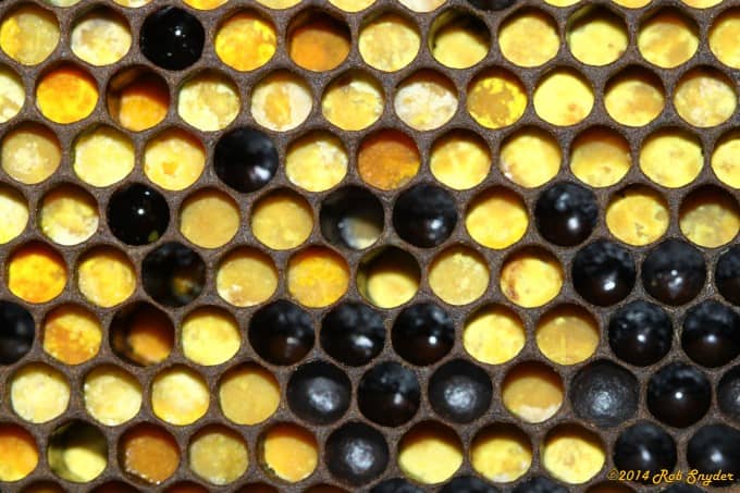 Pollen Stores from Hamilton City, CA.