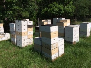 gallberry hives