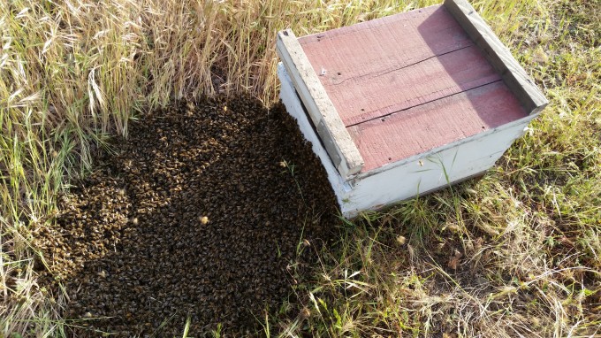 This empty box was placed next to the swarm on the ground and the bees immediately started to enter.
