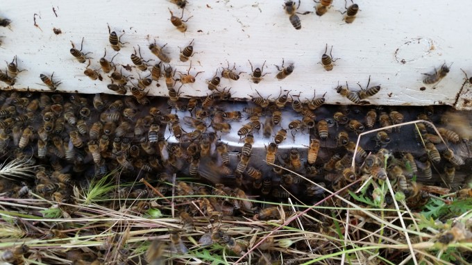 Bees releasing pheromone at the hive entrance to guide the rest of the swam in. 