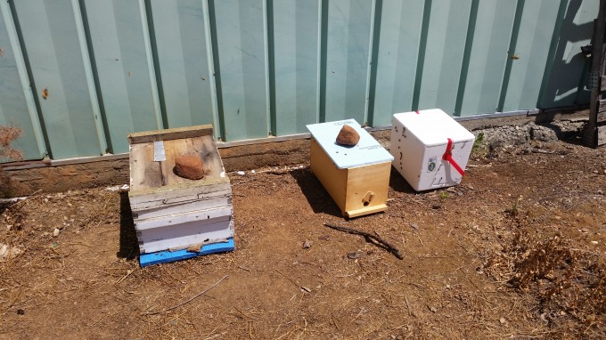 In a pinch almost any container can be used to capture a swarm, but it is best to transfer them into standard equipment before they begin building comb.