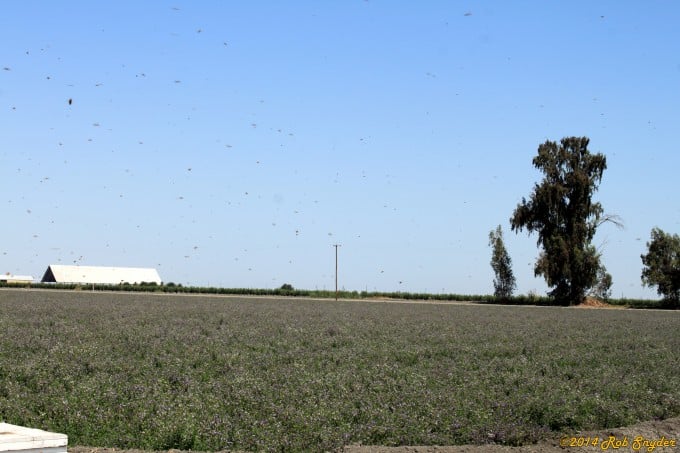 Alfalfa feild in bloom 2014.