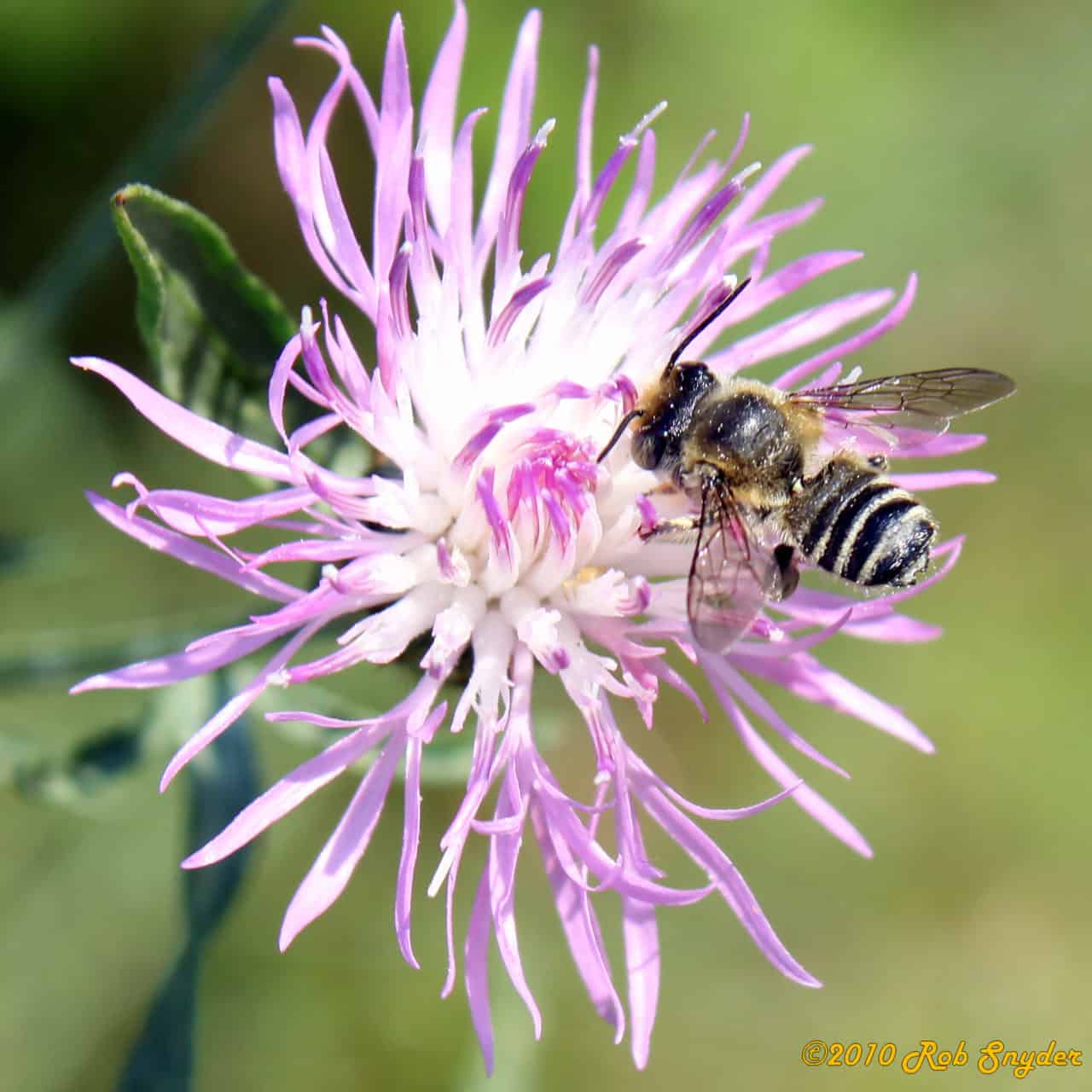 Alfalfa Leafcutter Bee (Megachile rotundata)