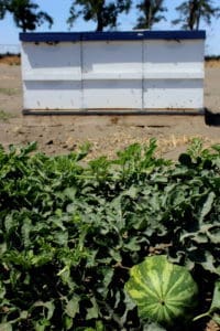 Colonies pollinating watermelons near Hermiston, OR