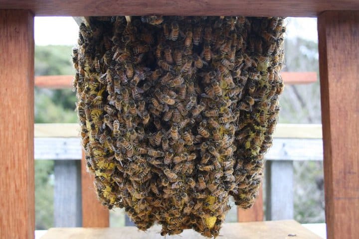 Top Bar Hives – Bee Informed Partnership