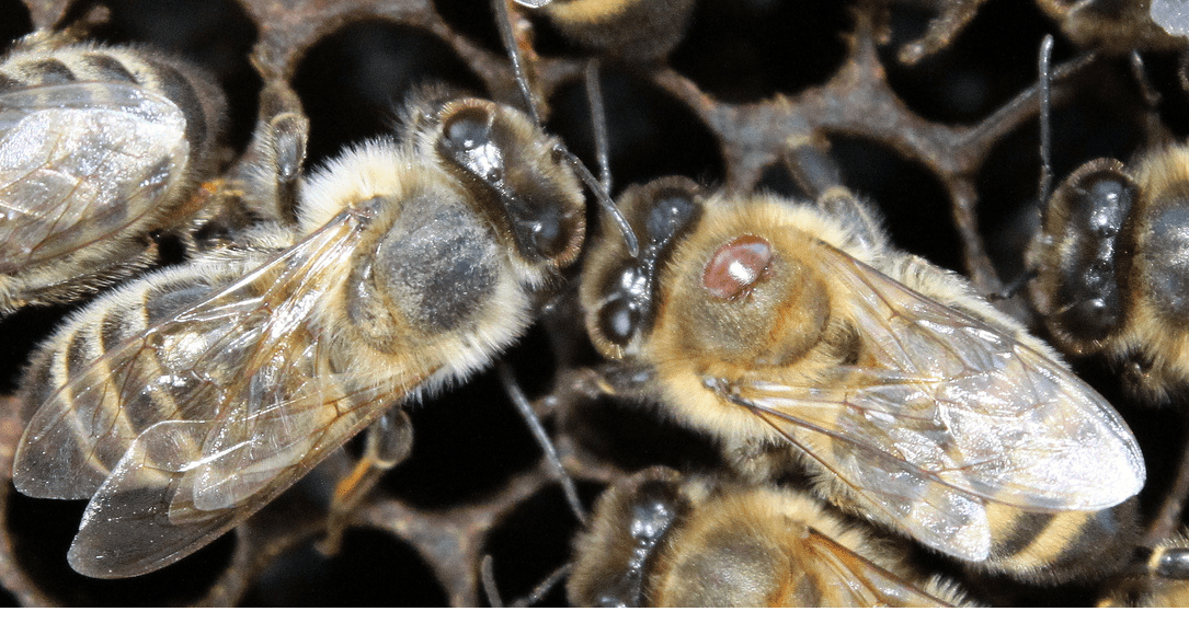 Varroa Mite on Bee Cropped