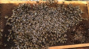 Evidence of starvation, dead cluster of honey bees. Photo Credit: Chris Kulhanek 2015