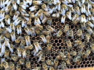 Starved Cluster of honey bees, some inside cells Photo Credit: Chris Kulhanek 2015