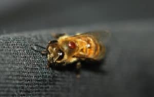 adult honey bee and varroa mite