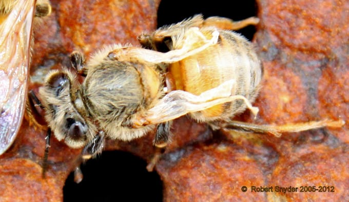 Varroa Mite on deformed wing virus bee.
