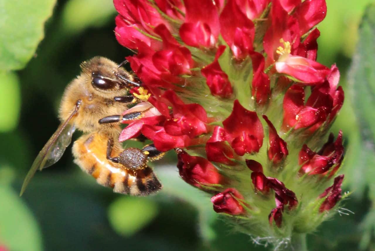 Clover Seed Pollination