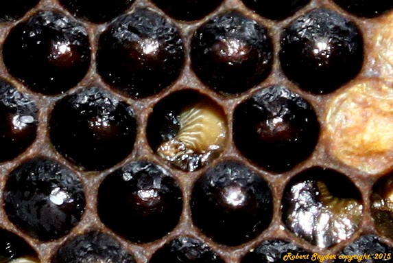 EFB infected larvae showing defined white tracheal net. 