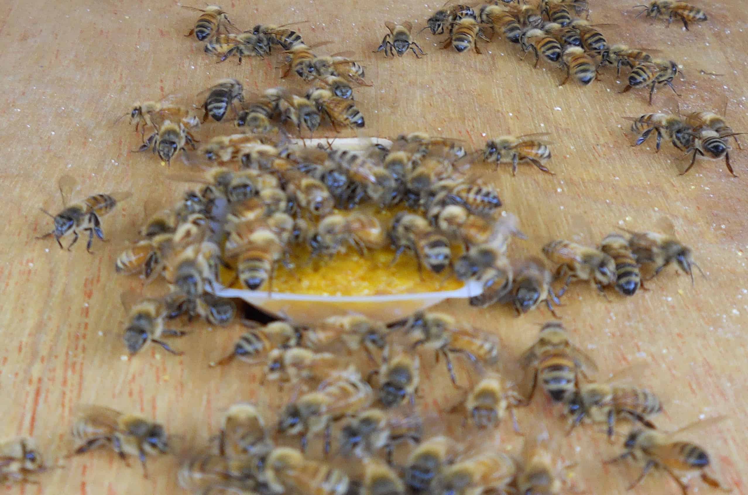 bees eating treatment