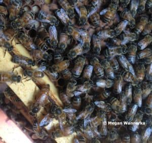 Queen honey bee