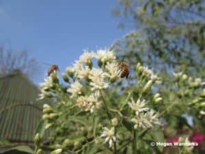 Bees on Baccharis dracunculifolia