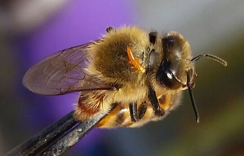 Blister Beetle on Honey Bees