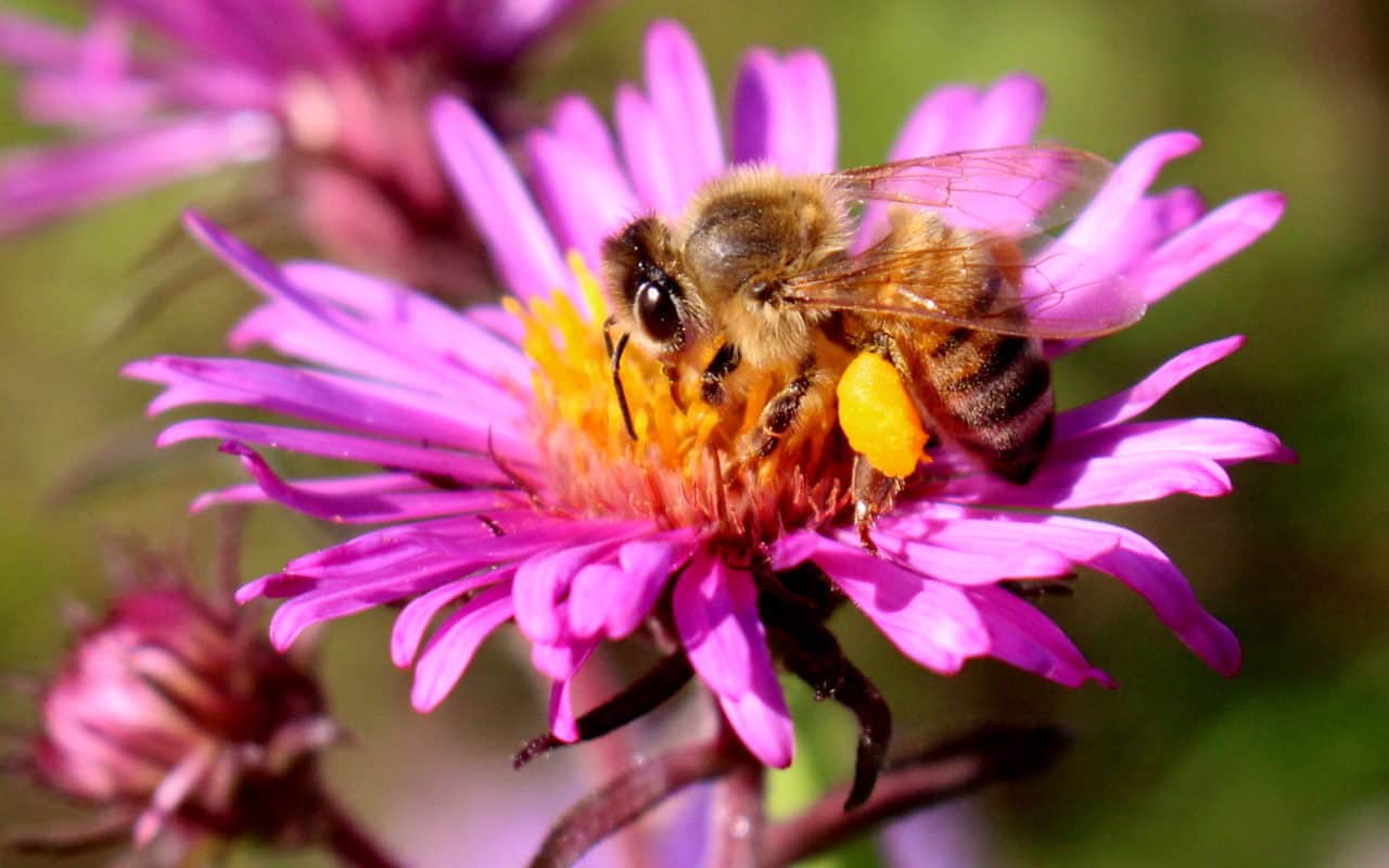 A forager with a load of aster pollen packed onto its corbicula