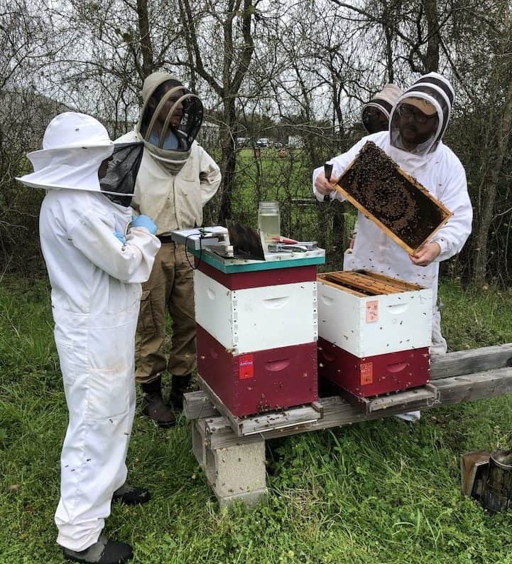 Tech teams inspecting colonies on hive stands