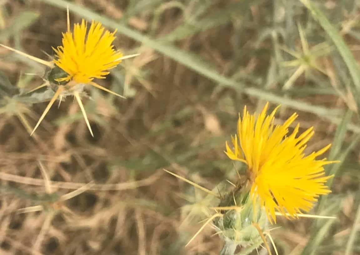 Yellow Star Thistle Produces Green Honey