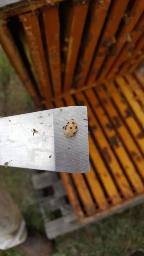 Bee larva on hive tool highly infested with varroa mites