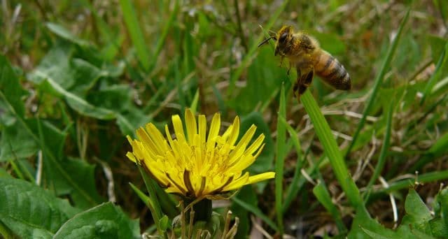 Honey bee landing on a dandelion