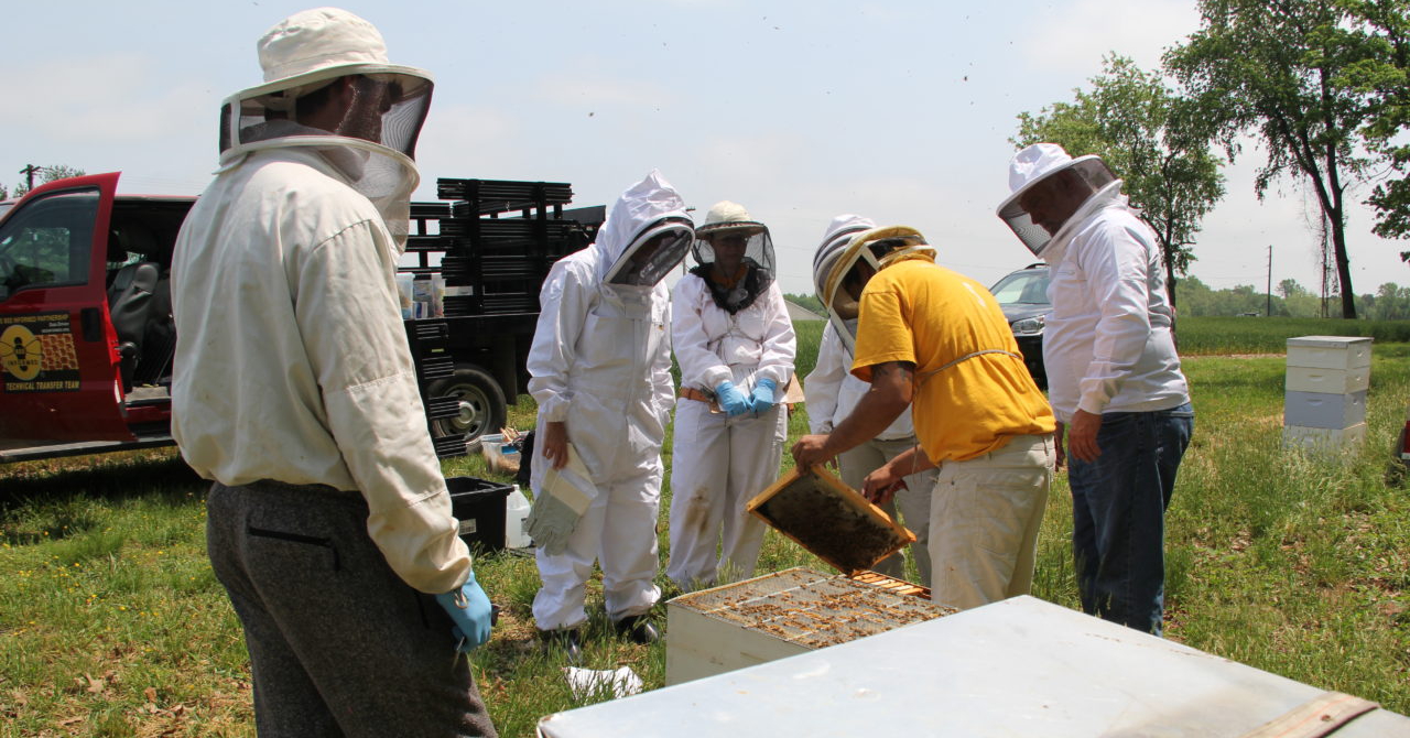 Citizen Science Beekeepers inspecting a colony